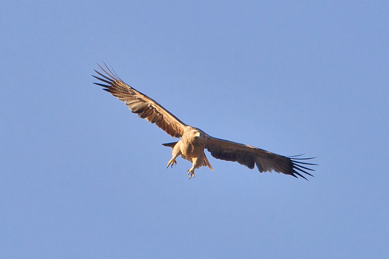 Aquila adalberti, Spanish Imperial Eagle