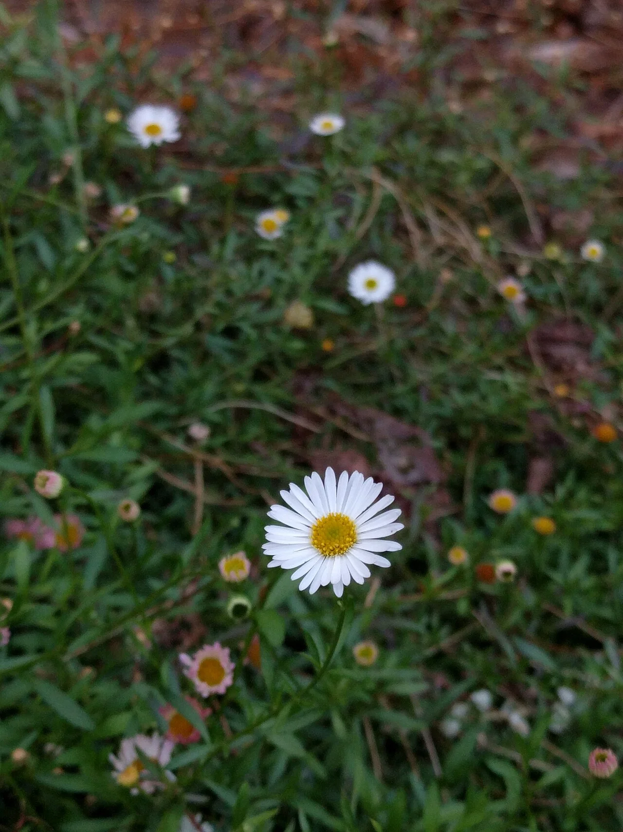 Photo of Torrens Park