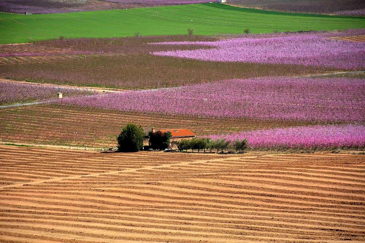 Photo of Torres de Segre