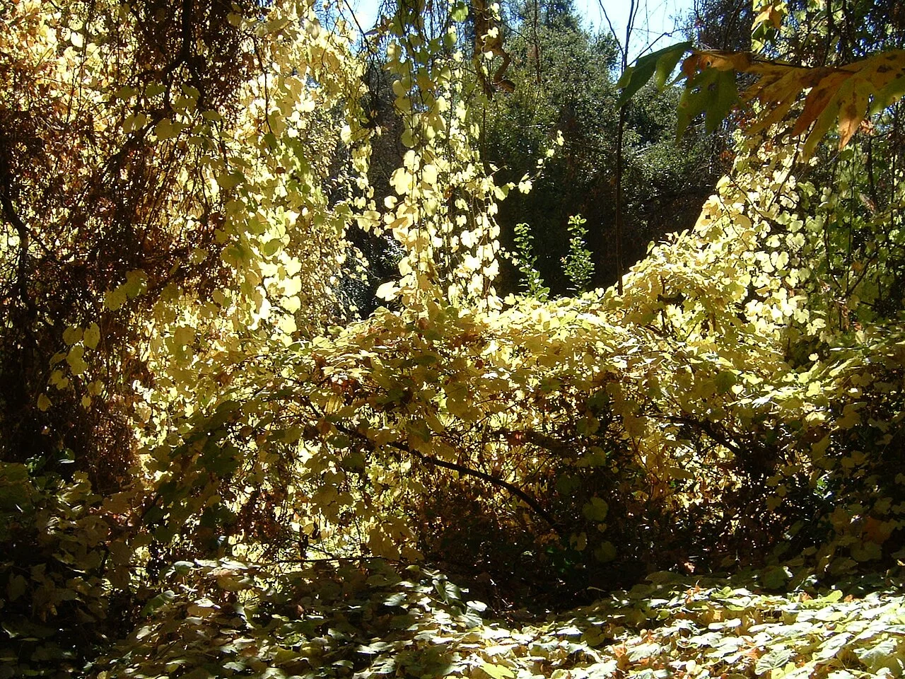 Photo of Trabuco Canyon