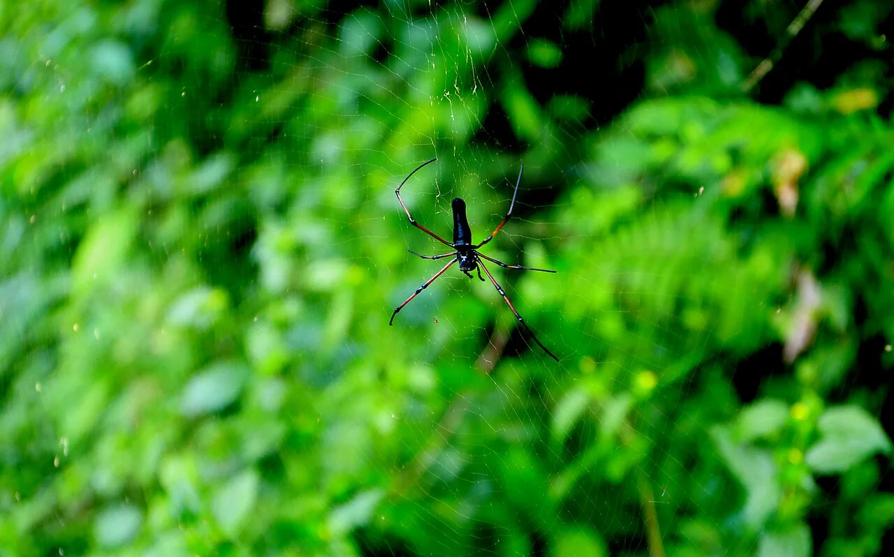 Photo of Trompeteros