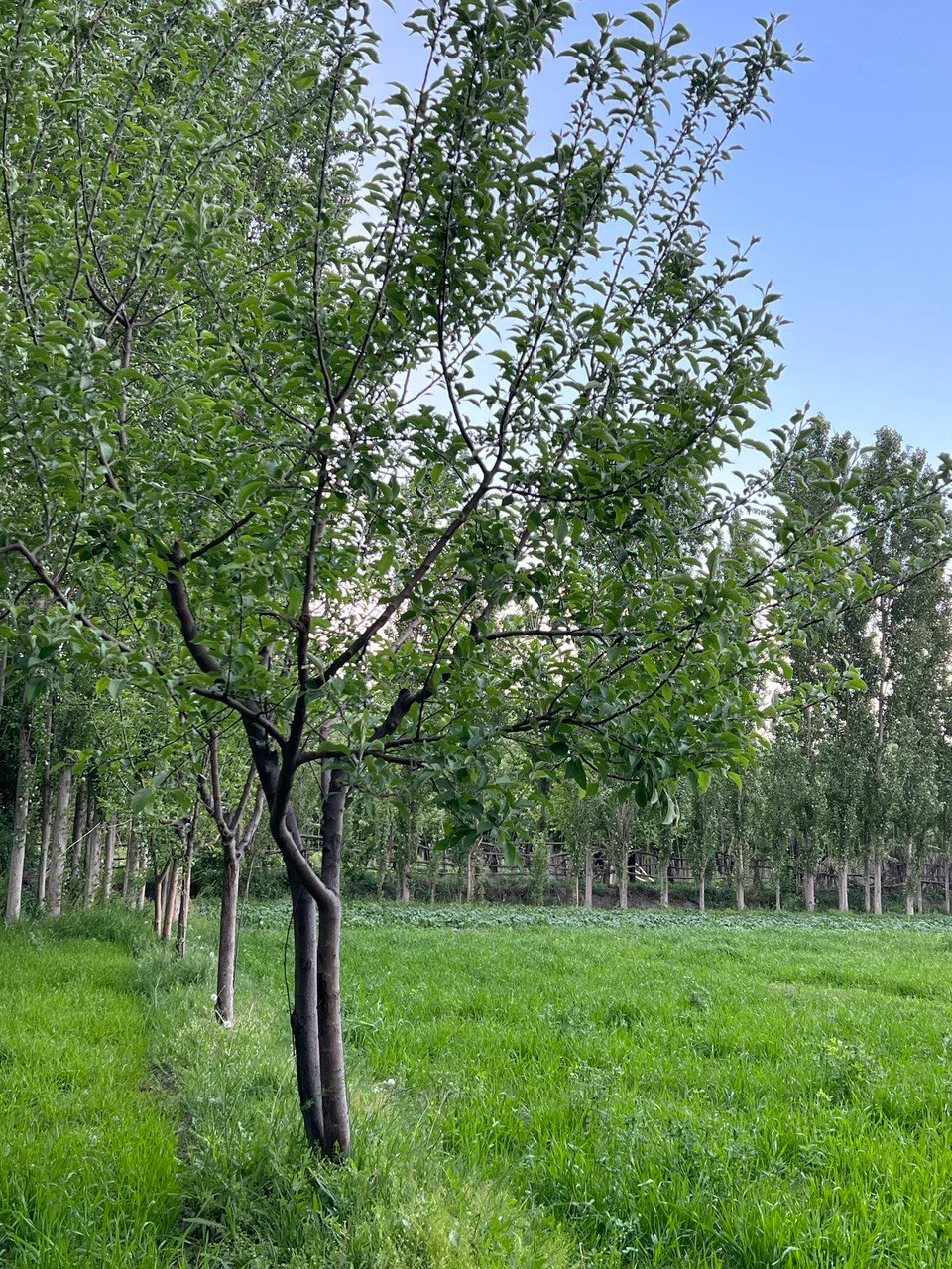 Photo of Uchqŭrghon Shahri