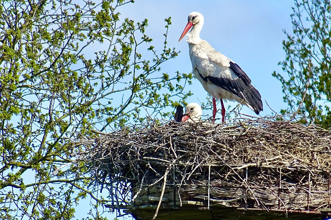 Ooievaar nabij Uffelte in  het Drenthe