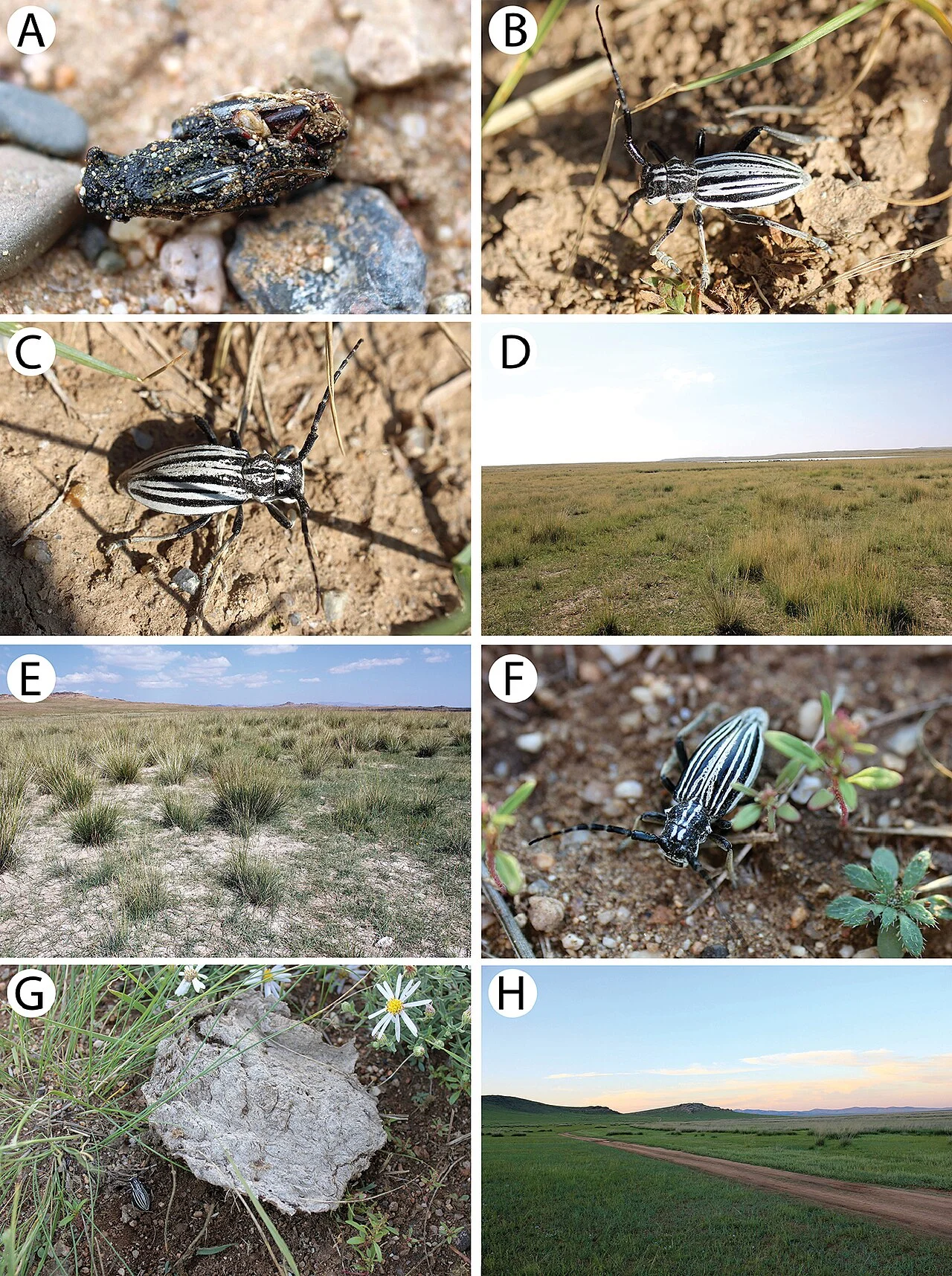 Photo of Ulaanshiveet