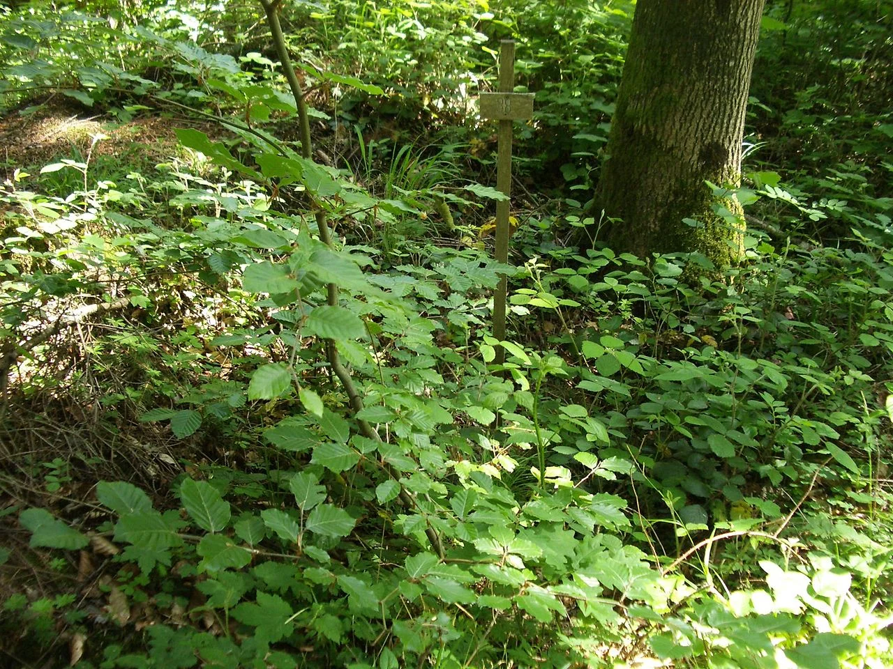 Photo of Unterlunkhofen