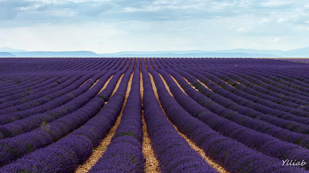 Photo of Valensole
