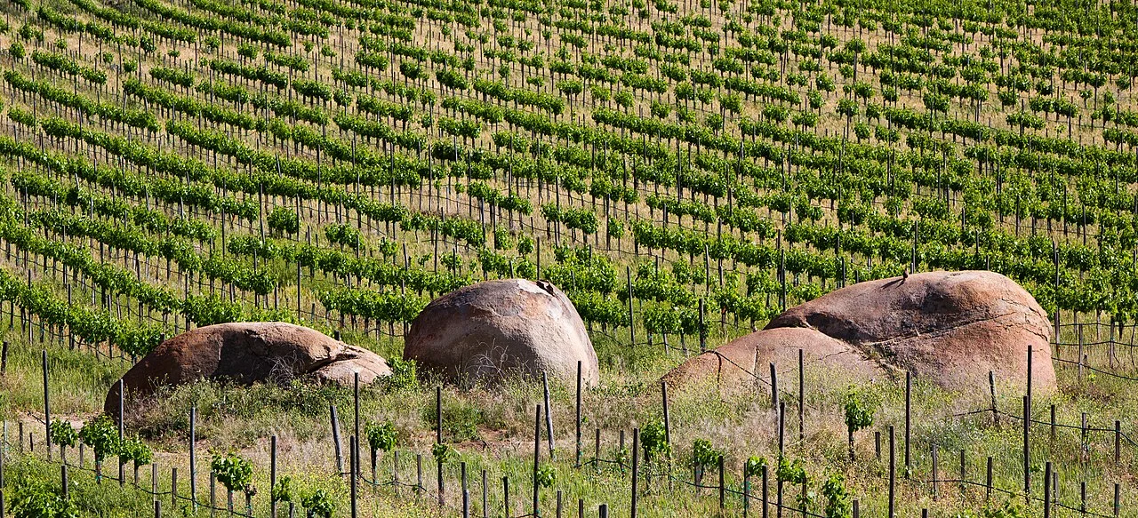 Photo of Valle de Guadalupe