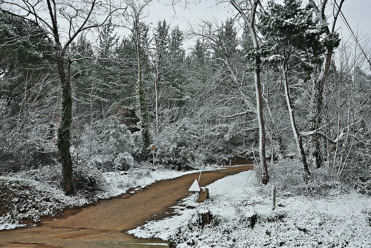 Photo of Vallgorguina