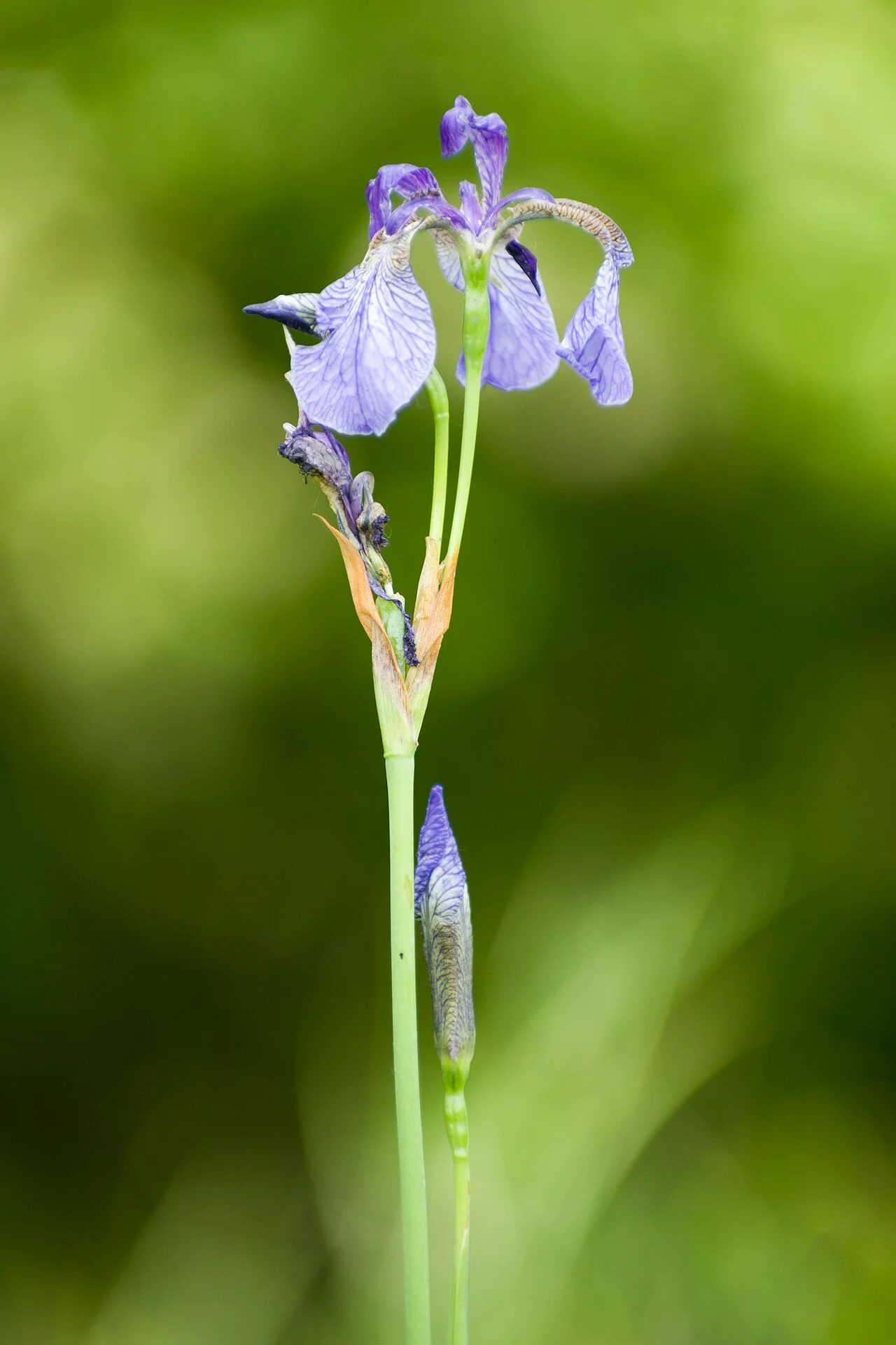 Photo of Vámospércs