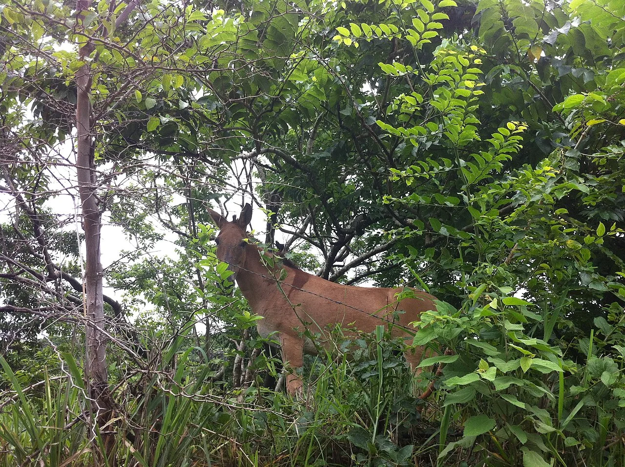 Photo of Vargem Alegre