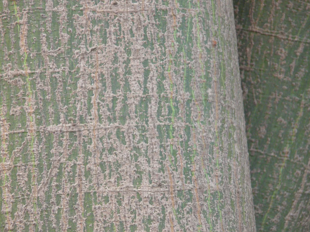 Photo of Várzea Branca