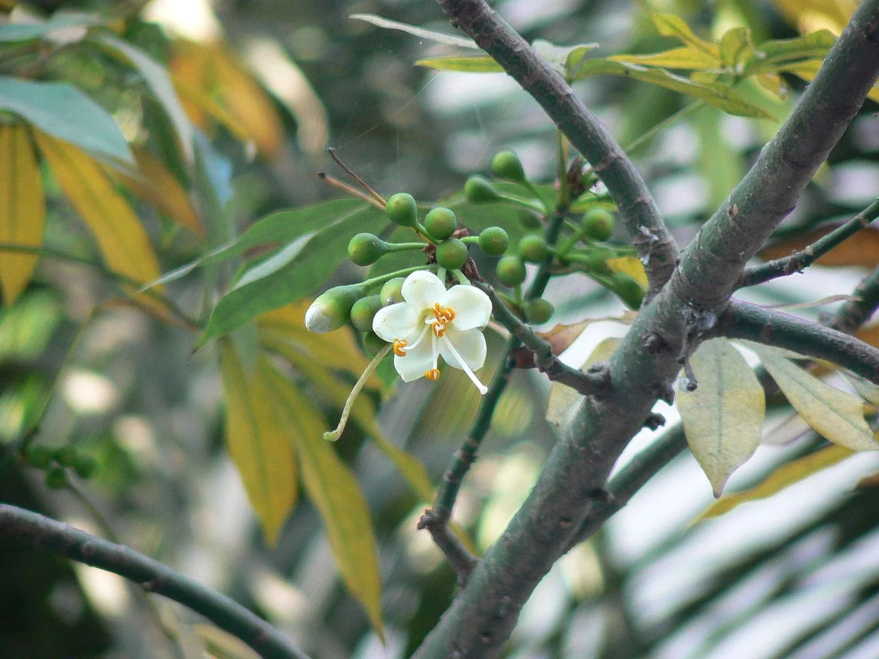 Photo of Várzea Branca