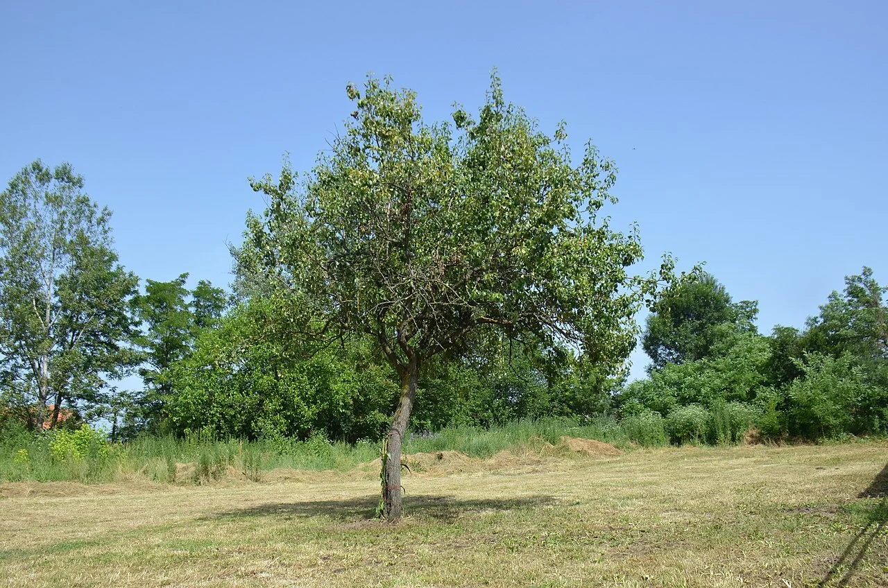 Photo of Veliko Polje