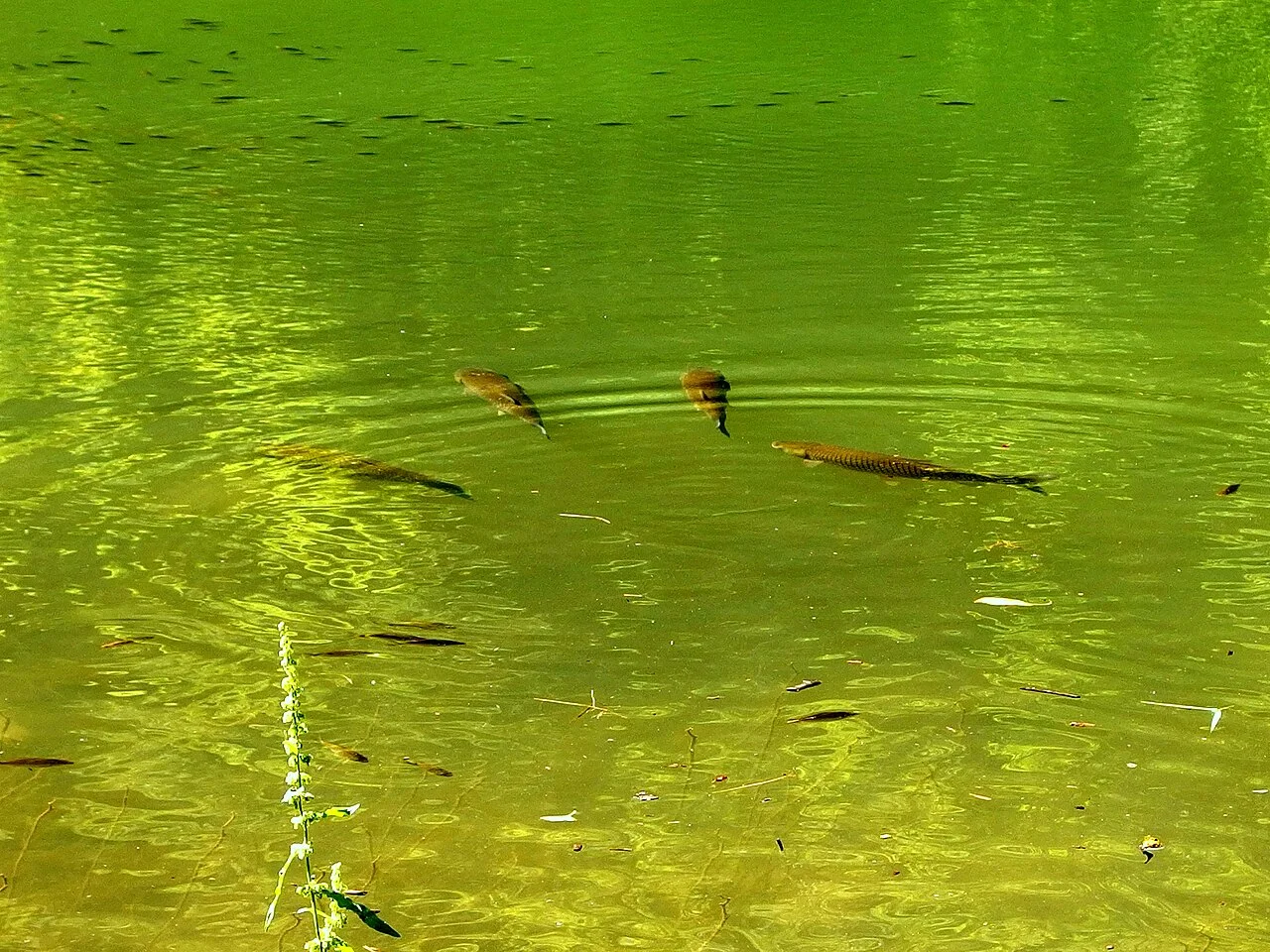 Photo of Veliko Tŭrnovo