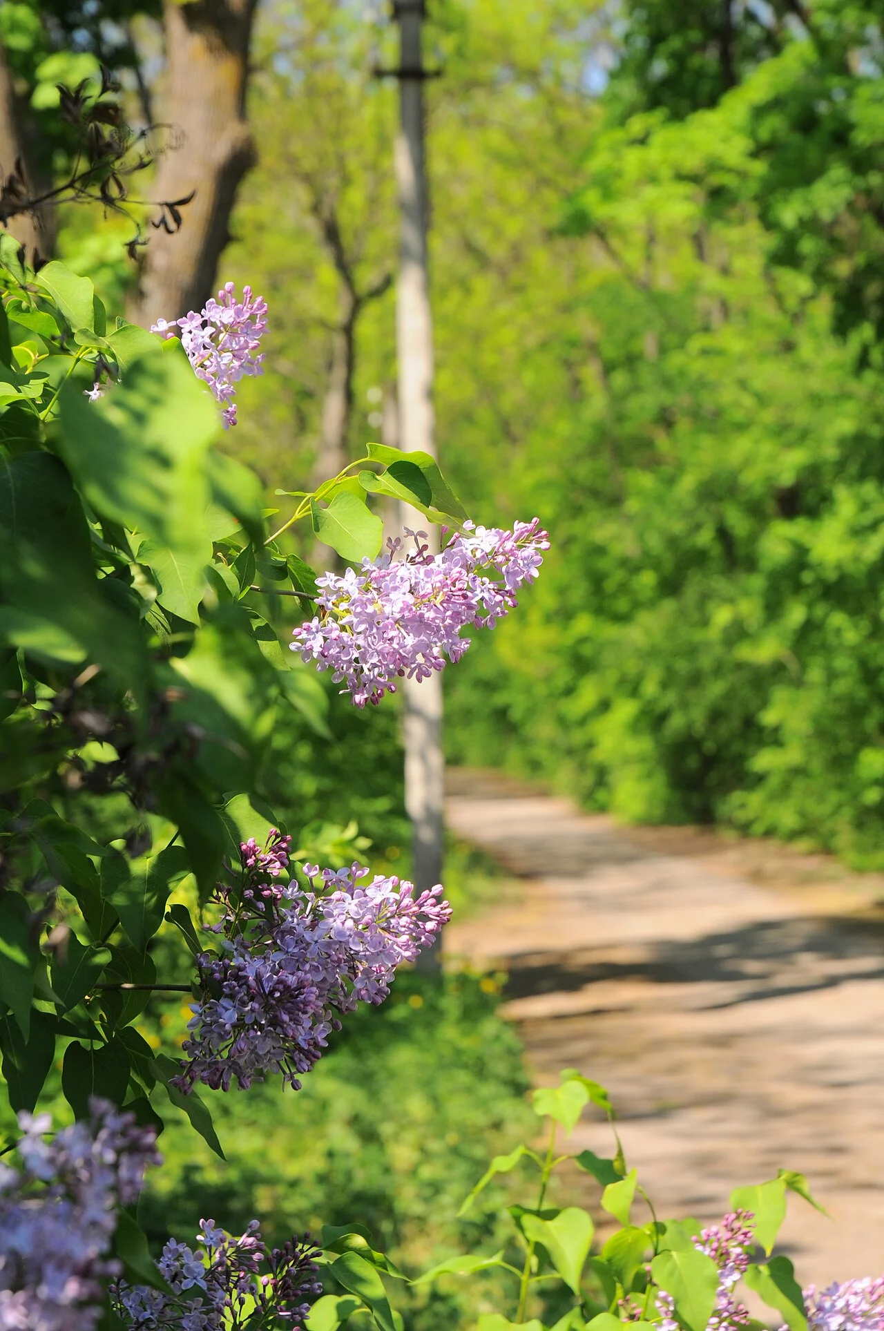 Photo of Velyka Burimka