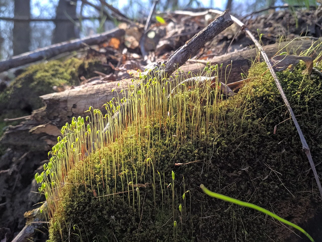 Photo of Veselyi Podil