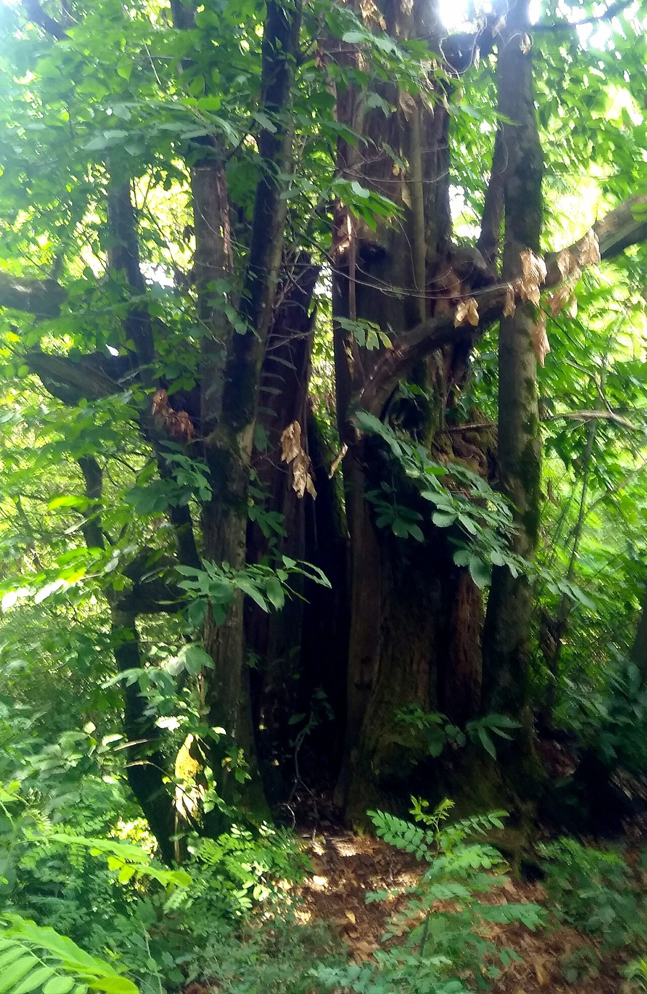 Photo of Villa del Bosco