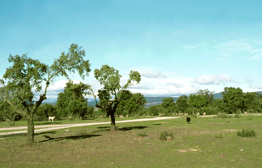 Photo of Villa del Prado