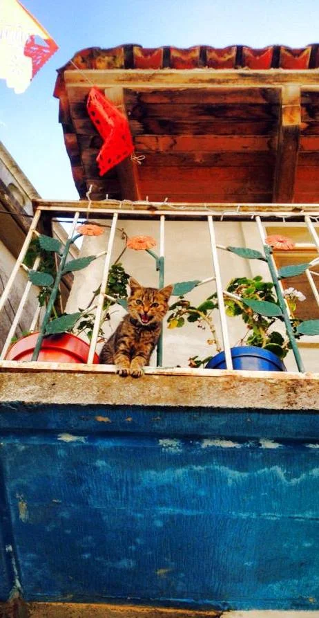 Photo of Villa Talea de Castro