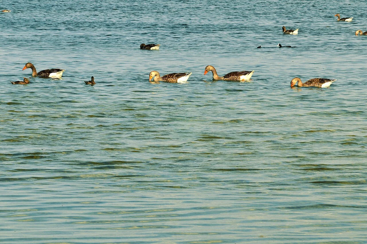 Photo of Villafáfila