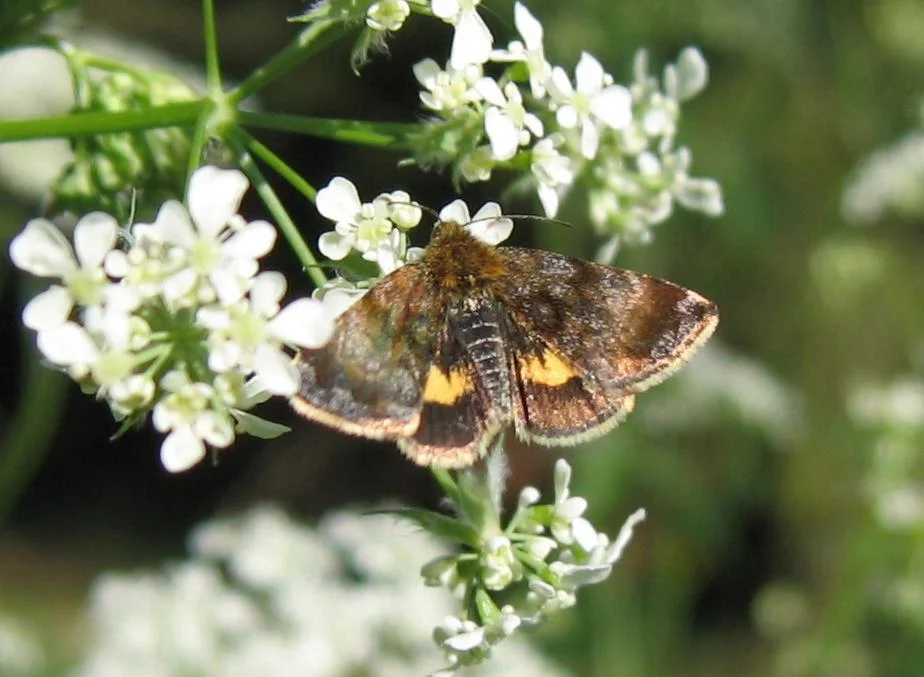 Photo of Villingendorf