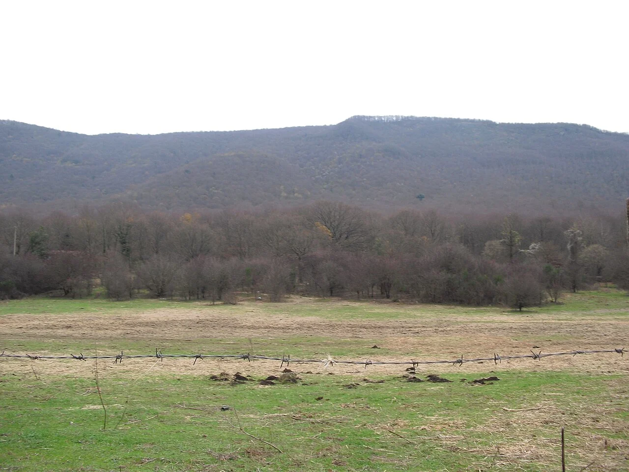 Photo of Vivaro Romano