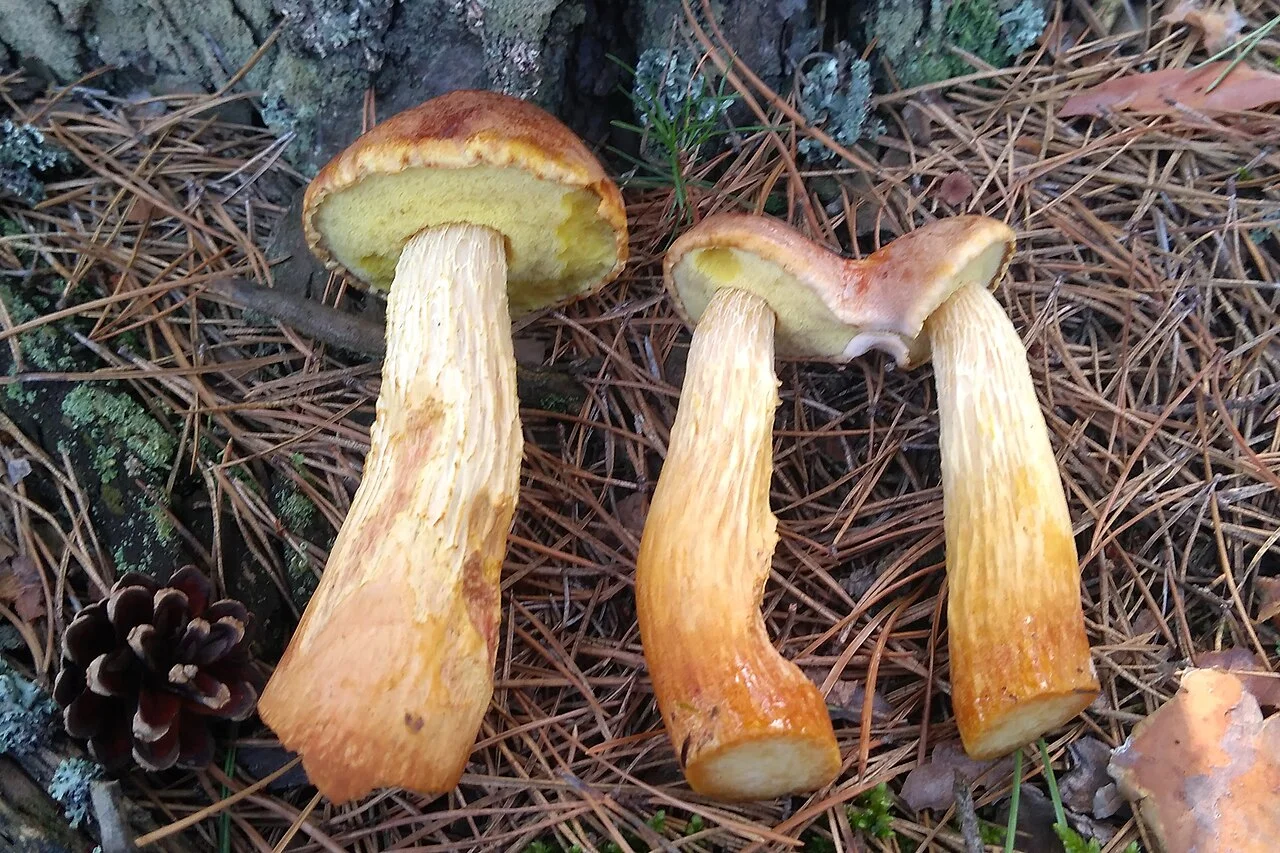 Photo of Voiehoshcha