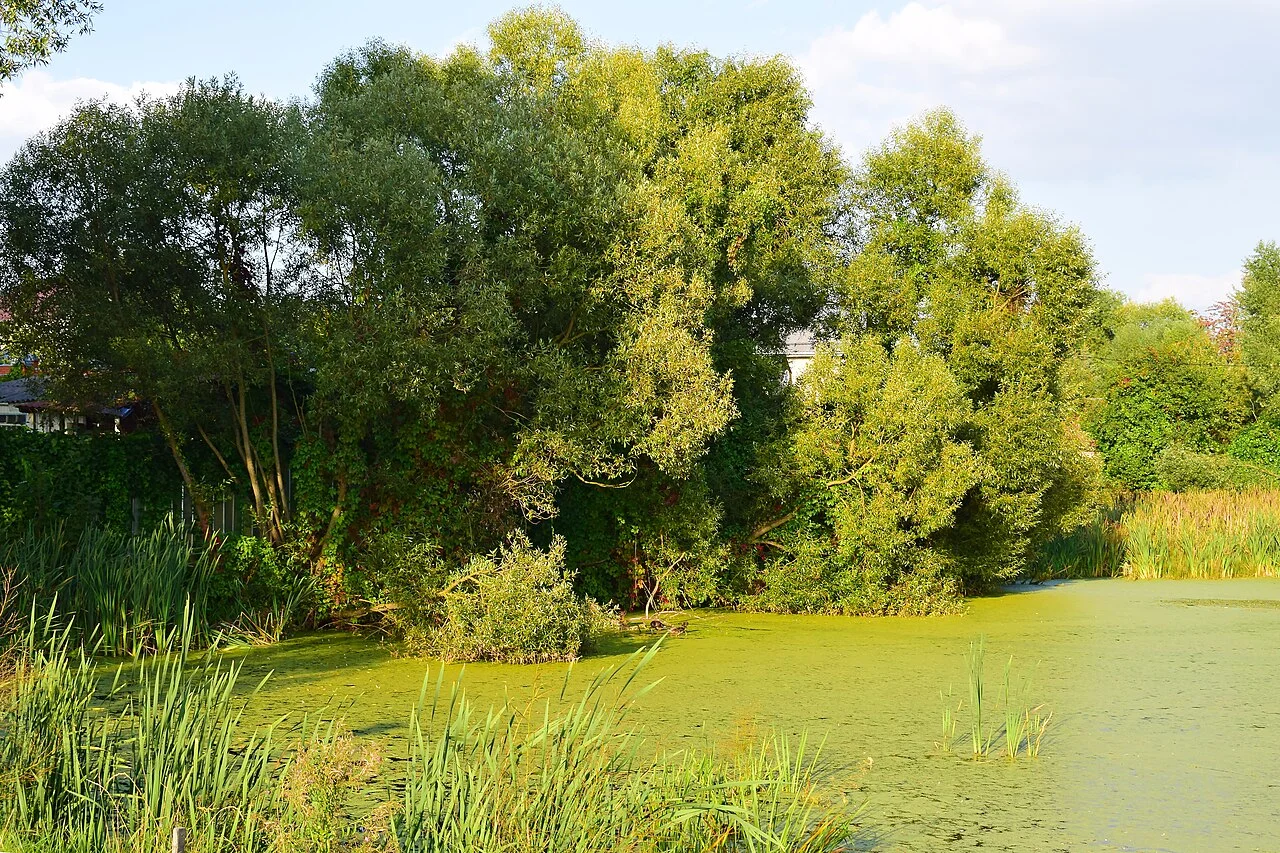 Photo of Voskresenskoye