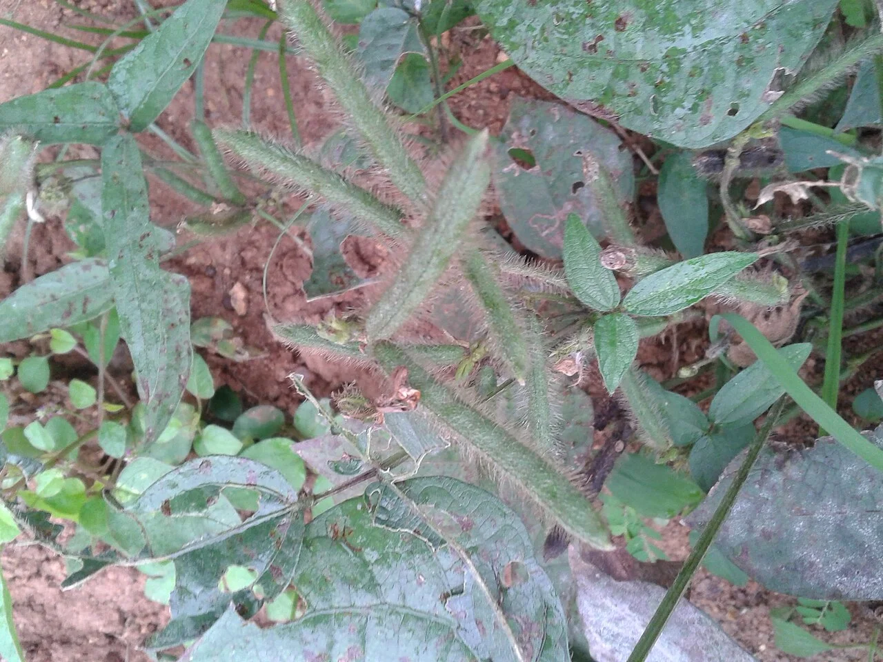 Photo of Vriddhāchalam