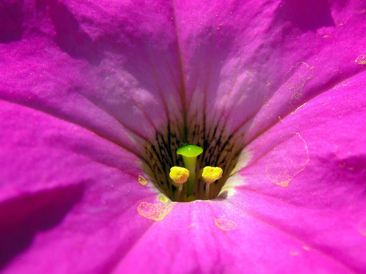 Photo of Wa Thin Kha