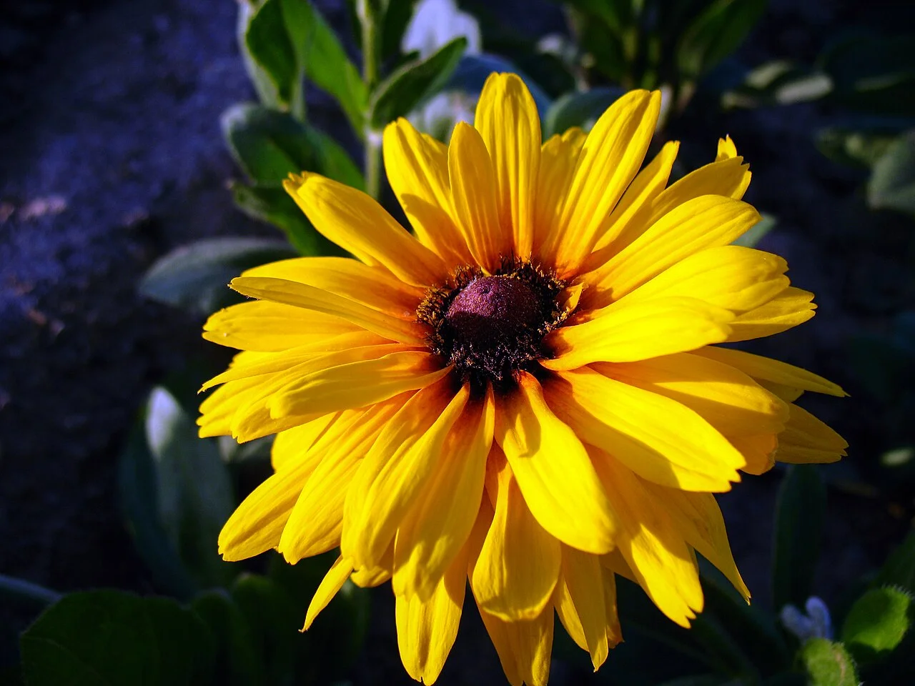 Photo of Wa Thin Kha