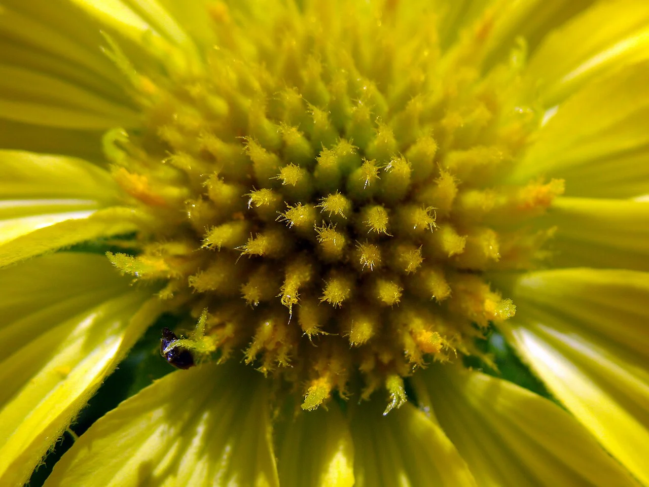 Photo of Wa Thin Kha