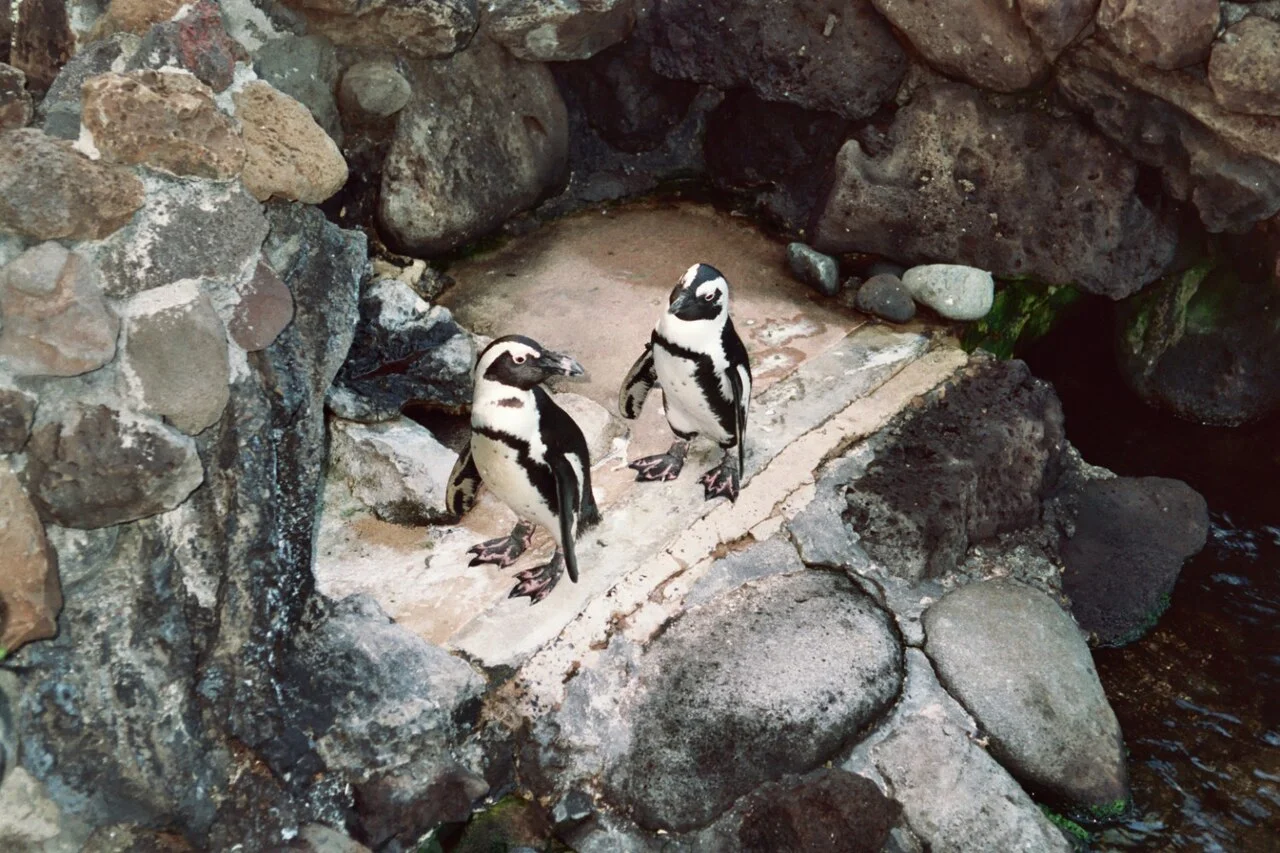 Photo of Waialae - Kahala