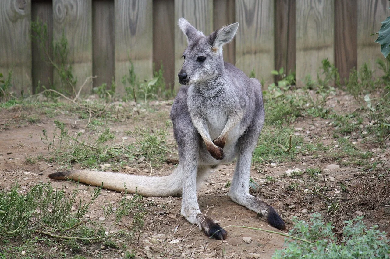 Photo of Wallaroo