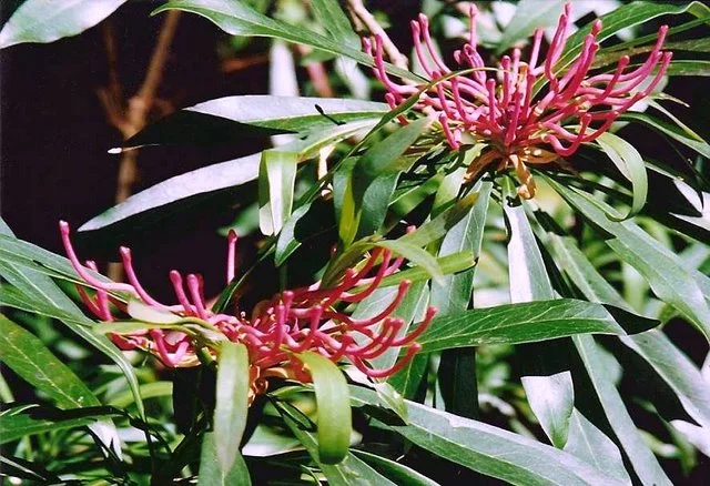 Photo of Waratah