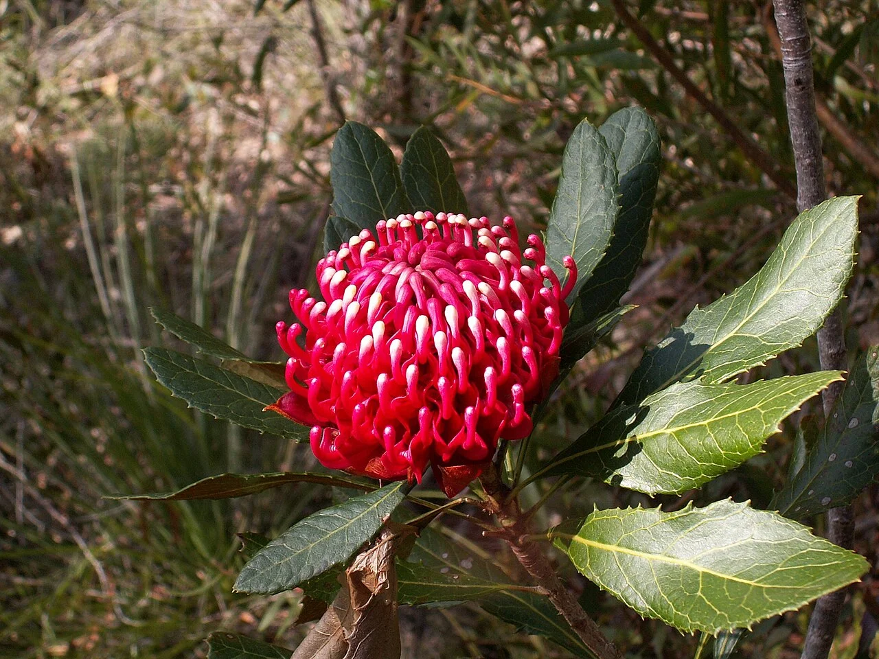 Photo of Waratah