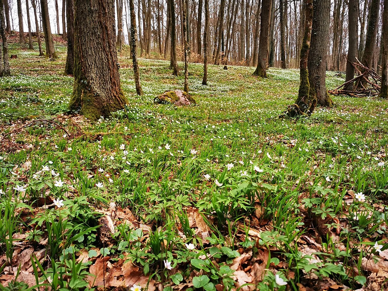 Photo of Wartmannsroth