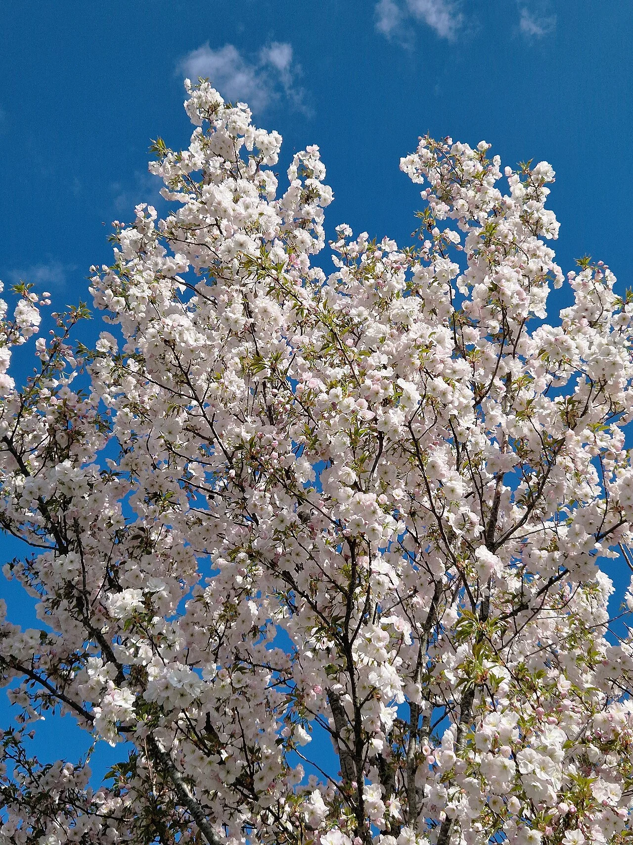 Photo of Waterdonken