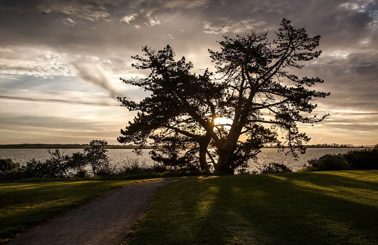 Photo of Wattle Downs
