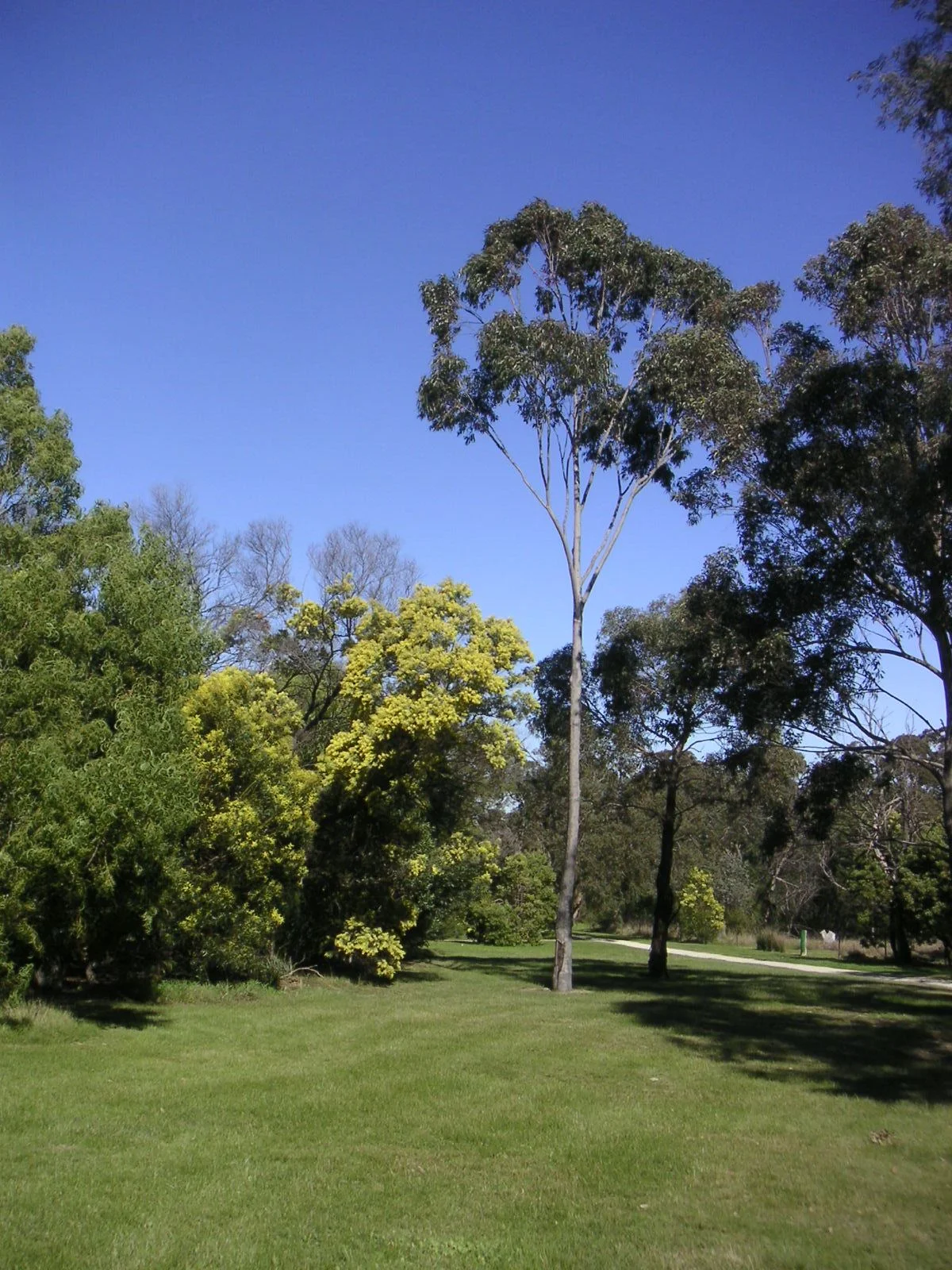 Photo of Wattle Park