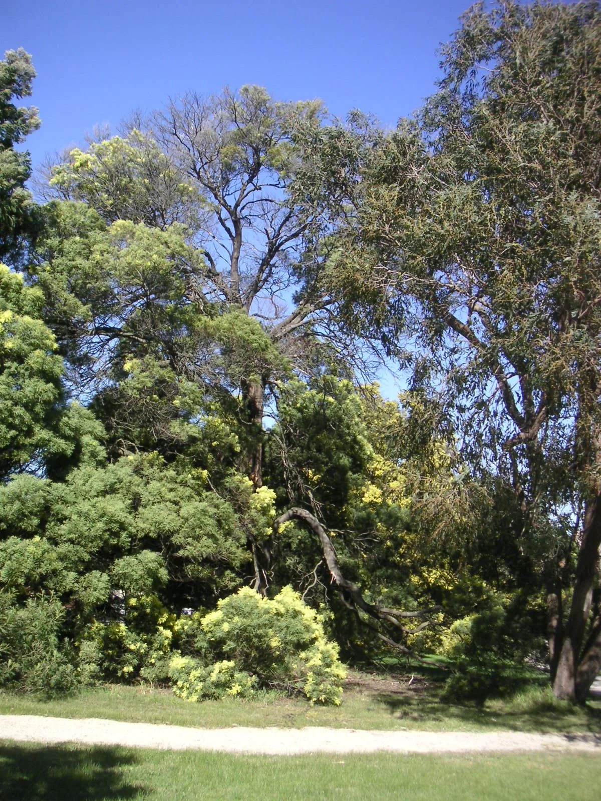 Photo of Wattle Park