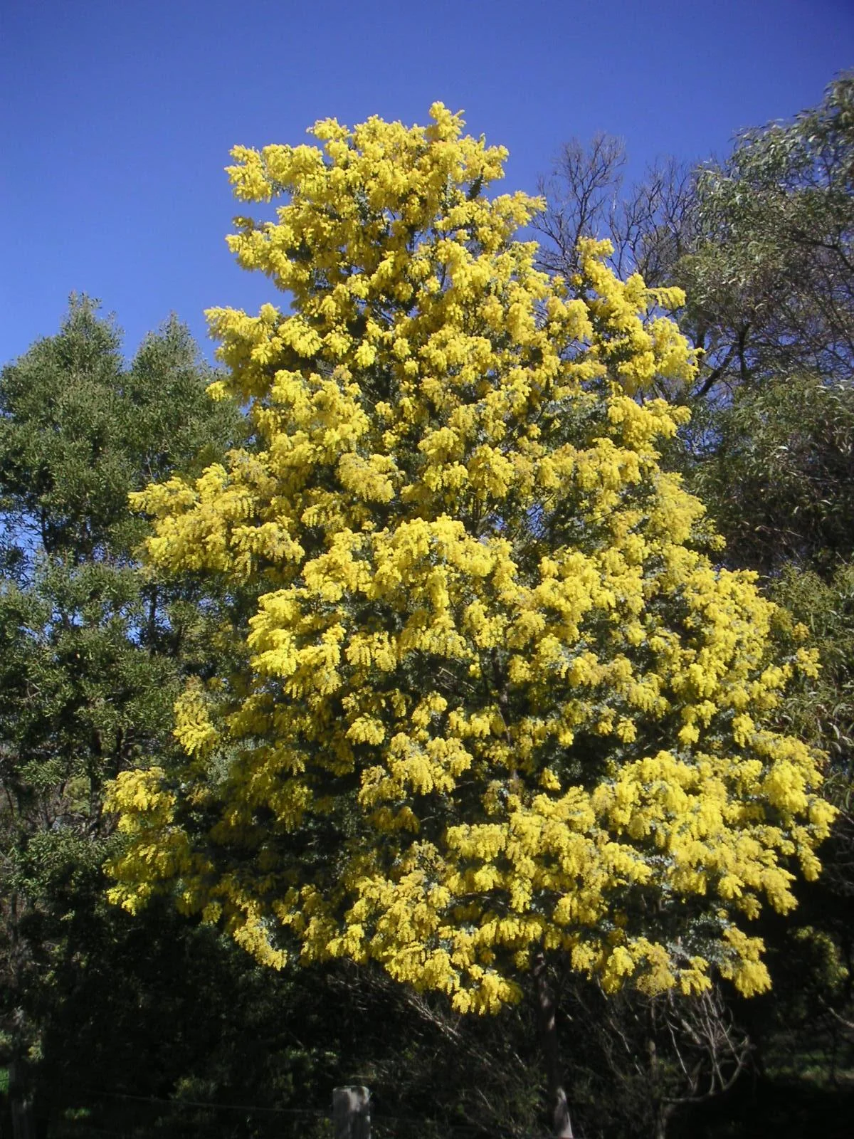Photo of Wattle Ponds