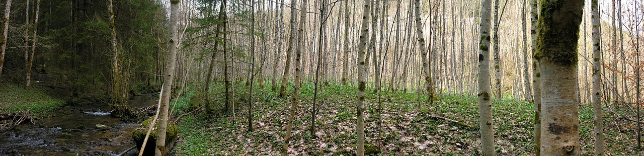 Photo of Wellendingen