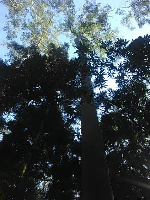 Photo of West Pennant Hills