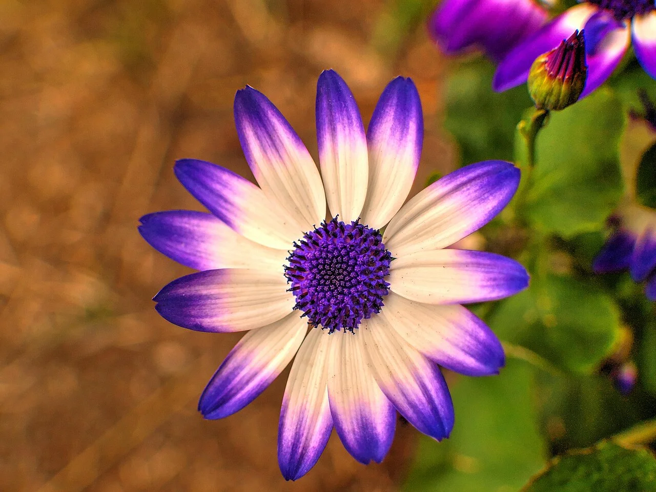 Photo of West Springs