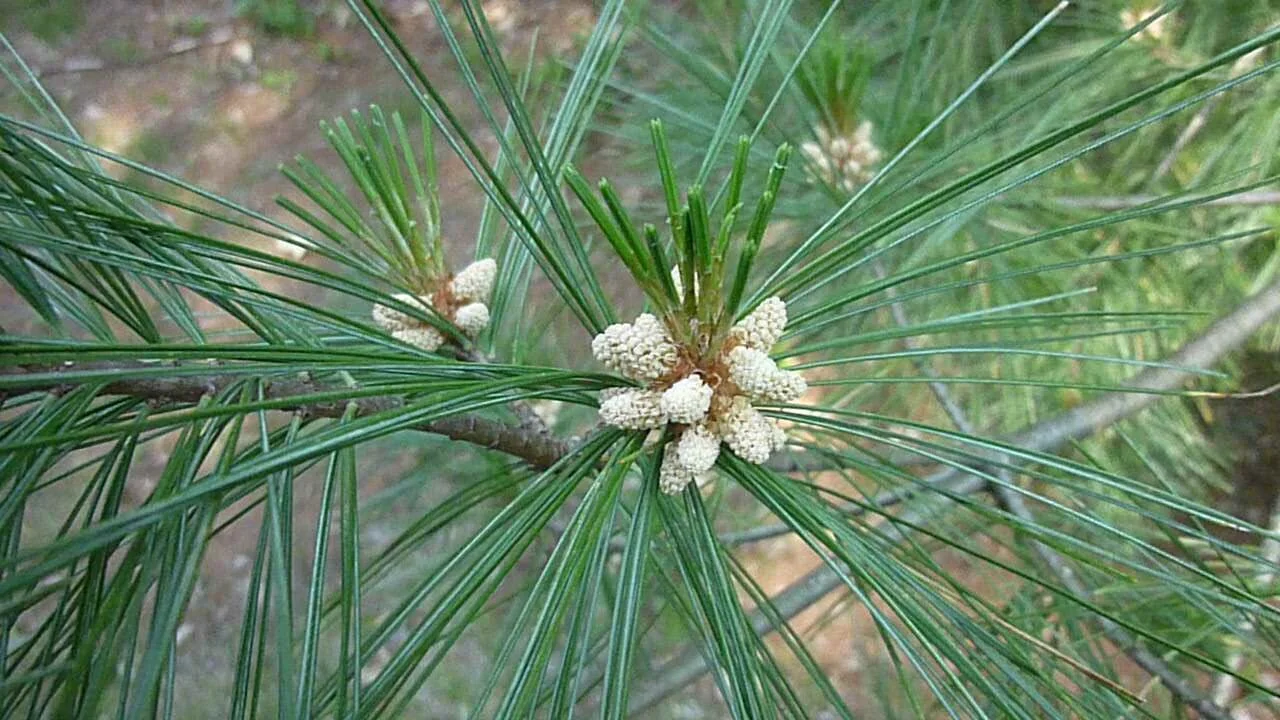 Photo of White Pine