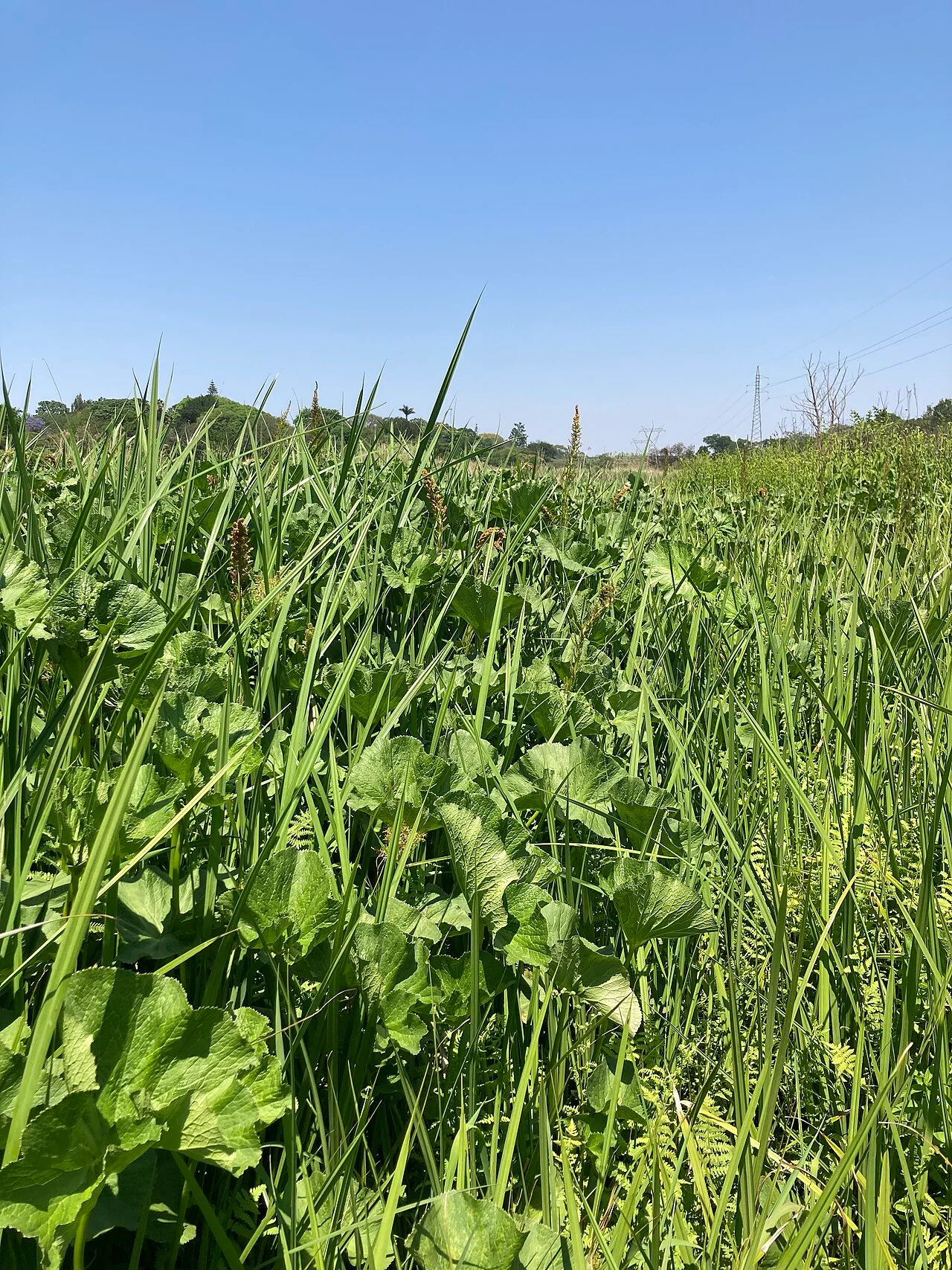 Photo of White River