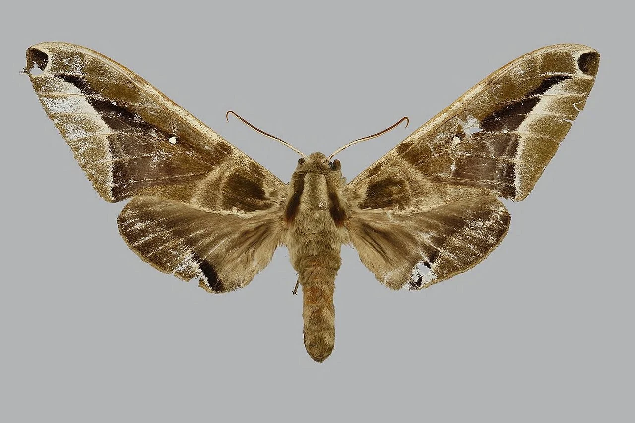 Photo of Wiang Haeng