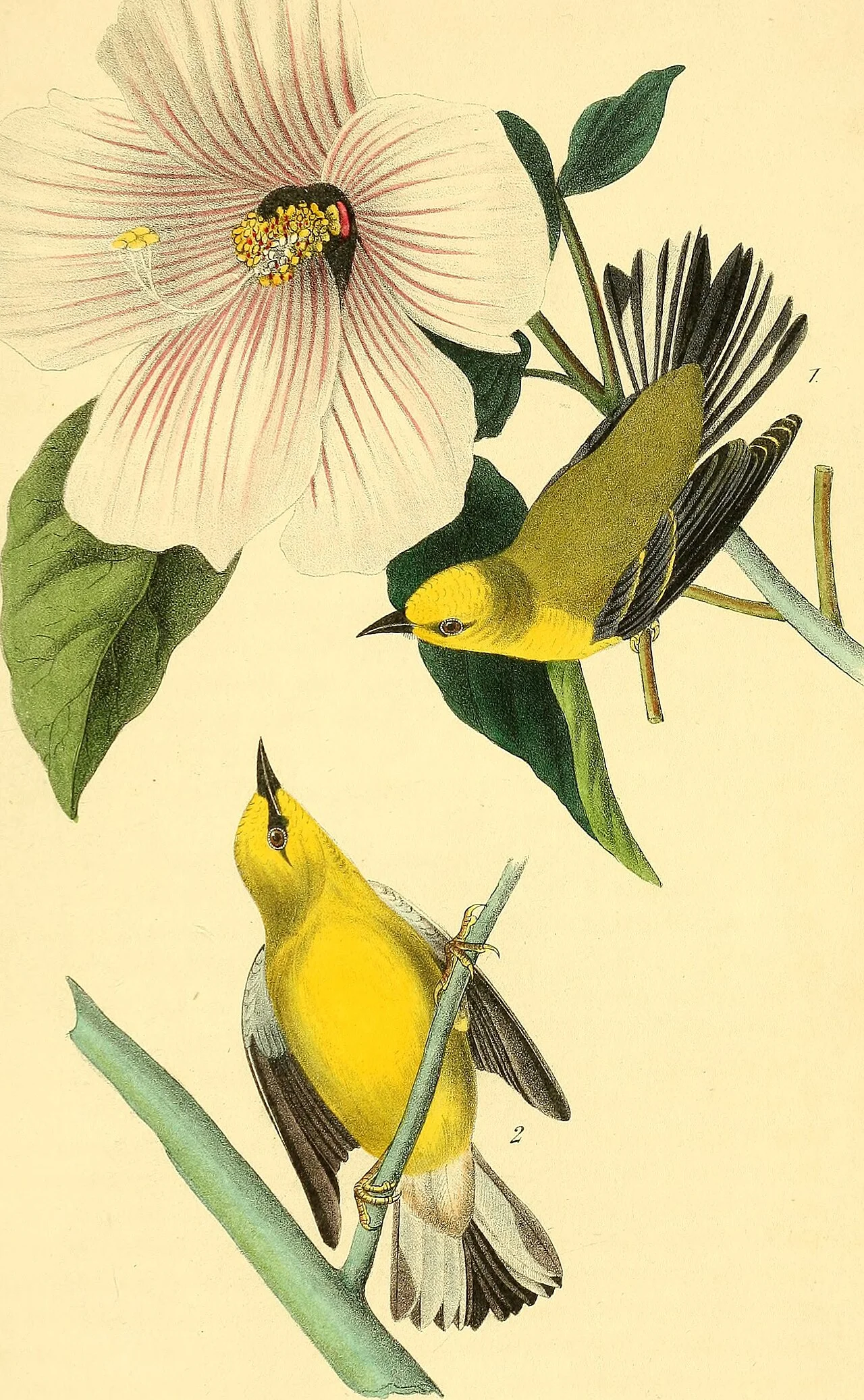 Photo of Wild Peach Village