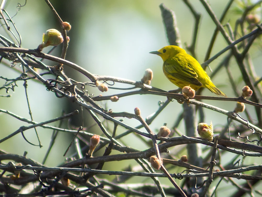 Photo of Winthrop Harbor